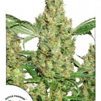 Power Plant Regular Cannabis Seeds | Dutch Passion 