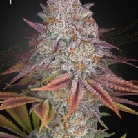 Pulps Friction Feminised Cannabis Seeds | Green House Seeds.