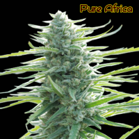 Pure Africa Feminised Cannabis Seeds | The Original Sensible Seed Company