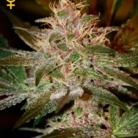 Pure Kush Feminised Cannabis Seeds | Green House Seeds 
