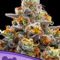 Purple Boost Highness Feminised Cannabis Seeds - Anesia Seeds