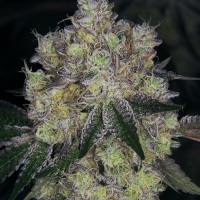 Purple Dosipunch Feminised Cannabis Seeds - Growers Choice.