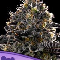 Purple Lobster Feminised Cannabis Seeds - Anesia Seeds