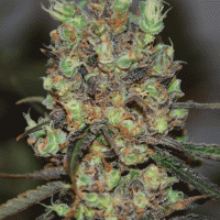 Purple Paralysis Feminised Cannabis Seeds | Cream Of The Crop