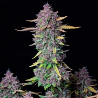 Purple Punch Auto Feminised Cannabis Seeds | Fast Buds