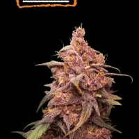 Purple Punch Feminised Cannabis Seeds | Seed Stockers.