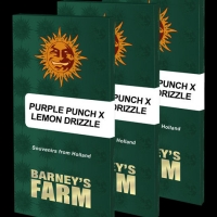 Purple Punch X Lemon Drizzle Feminised Cannabis Seeds | Barney's Farm 