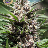 Purple Thai Feminised Cannabis Seeds - Anesia Seeds