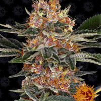 Purple Punch Feminised Cannabis Seeds | Barney's Farm 