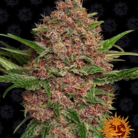 Purple Punch Auto Feminised Cannabis Seeds | Barney's Farm 