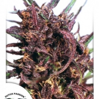 Purple #1 Regular Cannabis Seeds | Dutch Passion 