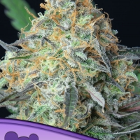 Rainbow Donut Auto Feminised Cannabis Seeds - Anesia Seeds