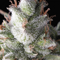 Ramses Feminised Cannabis Seeds | Pyramid Seeds