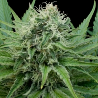 Raw Diesel Feminised Cannabis Seeds