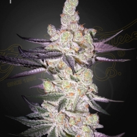 Razuberi Feminised Cannabis Seeds | Green House Seeds