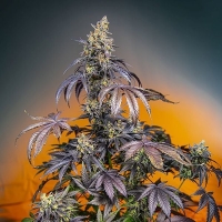 Red Gorilla Girl XL Auto Feminised Cannabis Seeds | Sweet Seeds.