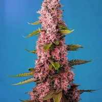 Red Hot Cookies Feminised Cannabis Seeds | Sweet Seeds.