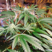 Red Leicester Tease Feminised Cannabis Seeds | Dr Krippling