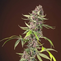 Red Mandarine F1 Fast V Feminised Cannabis Seeds | Sweet Seeds.