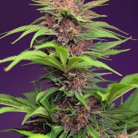 Red Mimosa XL Auto Feminised Cannabis Seeds | Sweet Seeds.