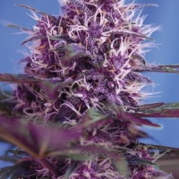 Red Poison Auto Feminised Cannabis Seeds | Sweet Seeds.