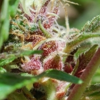 Red Purps Feminised Cannabis Seeds | Female Seeds 