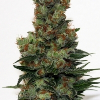 Badazz Feminised Cannabis Seeds