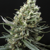 Ripper Haze Feminised Cannabis Seeds