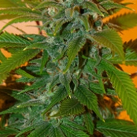 Romberry Feminised Cannabis Seeds | Freedom of Seeds