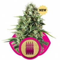 Royal AK Auto Feminised Cannabis Seeds | Royal Queen Seeds.