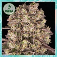 Runtz Feminised Cannabis Seeds - Double Seeds