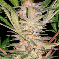 Sweet Amnesia Haze Feminised Cannabis Seeds | Sweet Seeds.