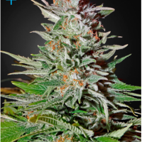 Super Lemon Haze Auto Feminised Cannabis Seeds | Green House Seeds
