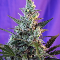 Auto Sweet Skunk Feminised Cannabis Seeds | Sweet Seeds