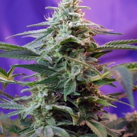 Sweet Special Fast V Feminised Cannabis Seeds | Sweet Seeds