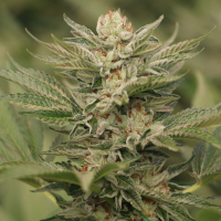 Sapphire Scout Feminised Cannabis Seeds | Humboldt Seed Organisation