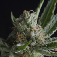 Shark CBD Feminised Cannabis Seeds | Pyramid Seeds