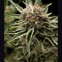 Auto Shark Feminised Cannabis Seeds | Pyramid Seeds