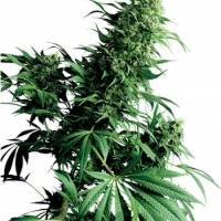 Shiva Shanti Regular Cannabis Seeds | Sensi Seeds 