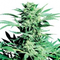 Shiva Skunk Regular Cannabis Seeds | Sensi Seeds