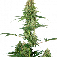 Silver Fire Feminised Cannabis Seeds| Sensi Seeds