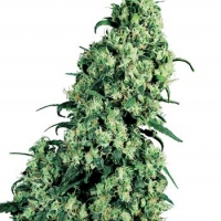 Skunk #1 Regular Cannabis Seeds | Sensi Seeds
