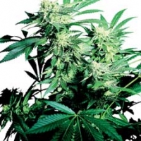 Skunk Kush Regular Cannabis Seeds | Sensi Seeds