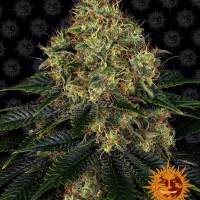Skywalker OG Auto Feminised Cannabis Seeds | Barney's Farm 