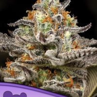 Sleepy Joe Feminised Cannabis Seeds - Anesia Seeds