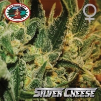 Silver Cheese Feminised Cannabis Seeds | Big Buddha Seeds