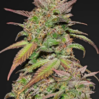 Smoothie Auto Feminised Cannabis Seeds | Fast Buds