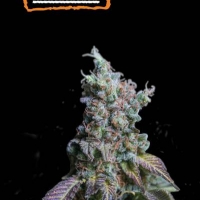 Sour Diesel Auto Feminised Cannabis Seeds | Seed Stockers.