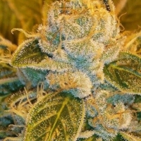 Sour Ripper Feminised Cannabis Seeds