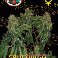 Sour Chiesel Auto Feminised Cannabis Seeds | Big Buddha Seeds